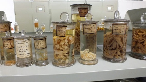 Glasbehälter mit in Alkohol eingelegten Bandwürmern im Zoologischen Museum Hamburg  Foto: Marc-Oliver Rehrmann