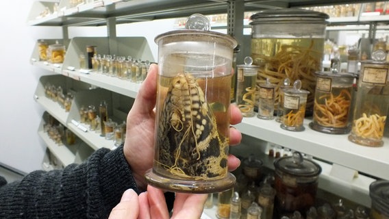 Eine Glasbehälter mit einem Echsenkopf und Würmern im Zoologischen Museum Hamburg  Foto: Marc-Oliver Rehrmann