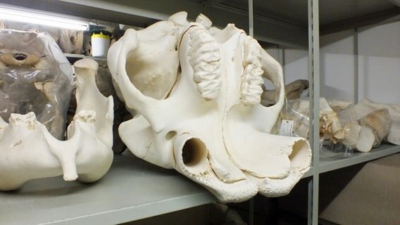 Der Schädel eines Elefanten im Zoologischen Museum Hamburg  Foto: Marc-Oliver Rehrmann