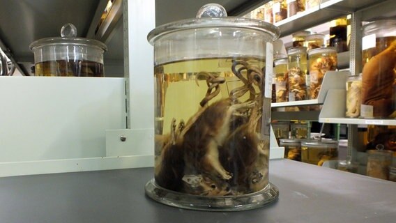 Ein Glasbehälter mit einem Rattenkönig steht im Zoologischen Museum Hamburg  Foto: Marc-Oliver Rehrmann