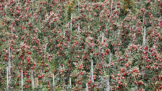 Apfelbäume mit reifen Äpfeln stehen auf der Obstplantage Hahne im Laatzener Ortsteil Gleidingen. © Michael Matthey/dpa 