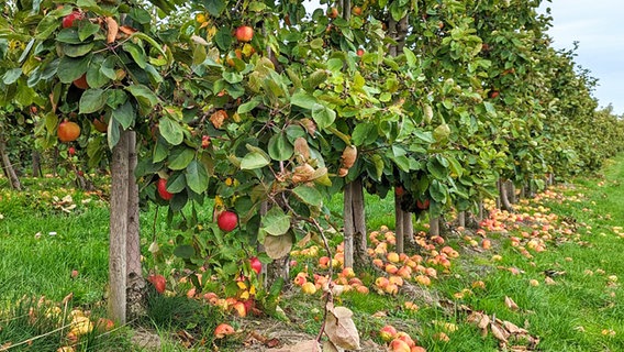 Apfelbäume der Familie Schliecker aus dem Alten Land, die aus Kostengründen nur zum Teil abgeerntet werden © NDR Foto: Astrid Kühn
