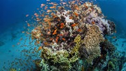Ein großer Fischschwarm schwimmt unter Wasser am Great Barrier Reef in Australien. © dpa picture alliance/AAP/JAMES COOK UNIVERSITY 