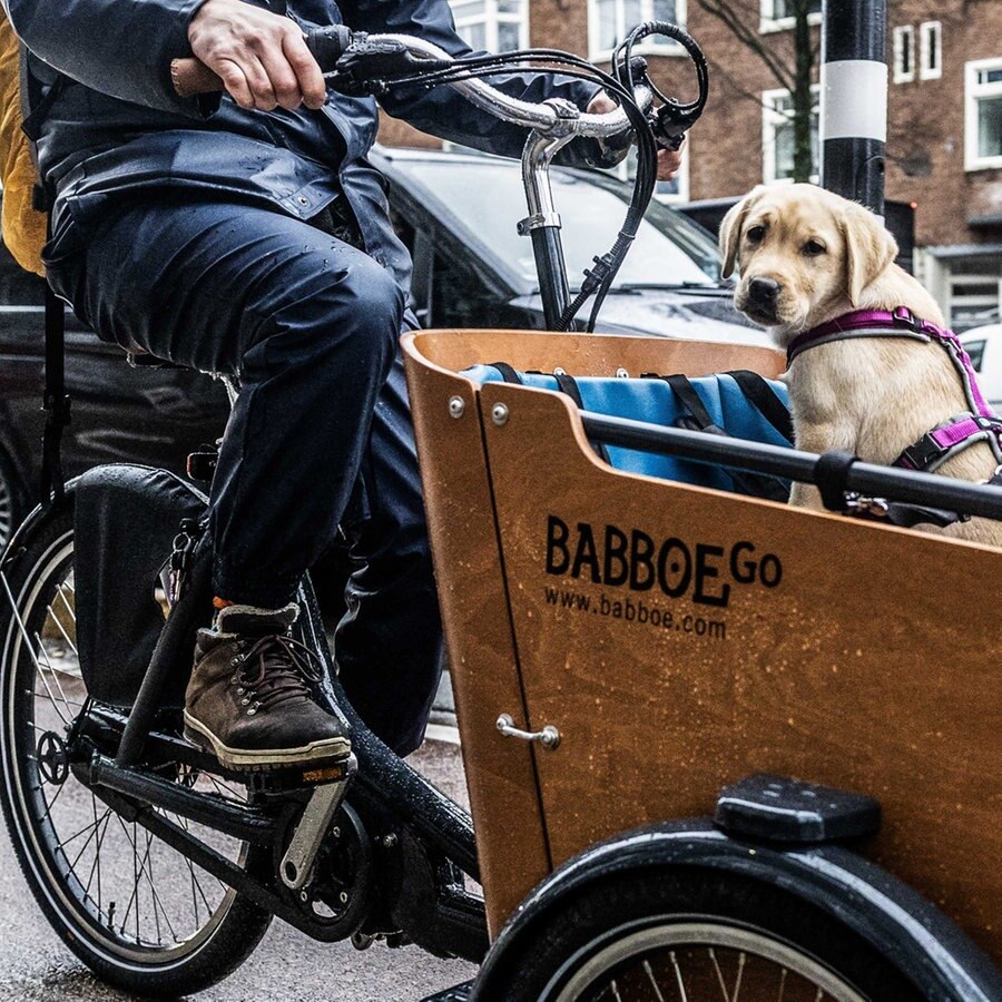 Ein Lastenfahrrad der Marke Babboe, in dem ein Hund sitzt © picture alliance / ANP | Foto: Eva Plevier