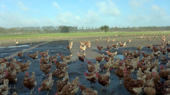Hühner auf einer Wiese. © NDR Foto: Claudia Plaß
