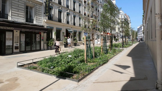 In einer Fußgängerzone in Paris ist die Mitte der Straße mit Beeten und jungen Bäumen bepflanzt. © picture alliance / CHROMORANGE | www.viennaslide.com 