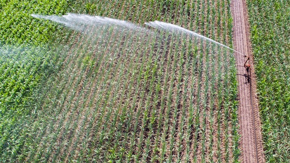 Im Landkreis Peine in Niedersachsen wird ein Maisfeld bewässert. © picture alliance/dpa | Julian Stratenschulte 