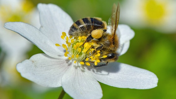 Eine Biene sucht Blütenpollen auf einem Buschwindröschen (Anemone nemorosa). © Patrick Pleul/dpa-Zentralbild/dpa 