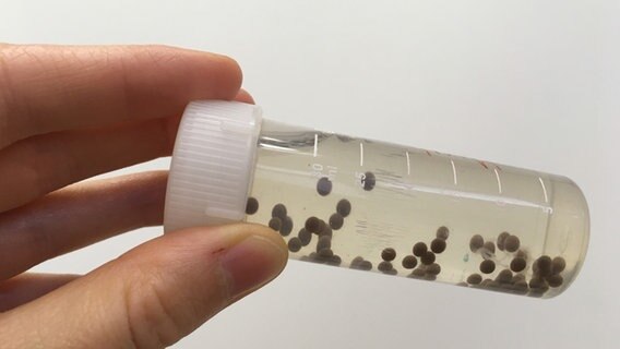 Bioplastik aus Lignin-Mikroperlen © NDR Foto: Lena Petersen, NDR Info