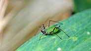 Eine Große Rosenblattlaus (Macrosiphum rosae) in grüner Farbvariante. Daneben existiert noch eine rosafarbene Variante. Blattläuse gibt es seit etwa 200 Millionen Jahren. Weltweit wurden etwa 5.000 Arten beschrieben, von denen ca. 800 in Europa vorkommen. © picture alliance / dpa-Zentralbild / our-planet.ber | Heinz Krimmer 