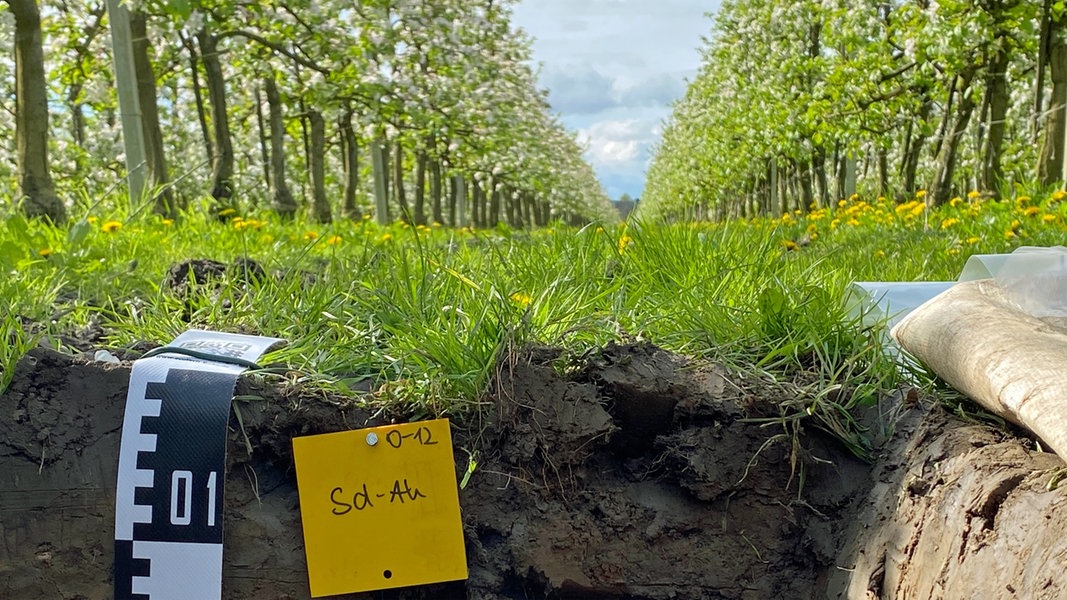 Zwischen Apfelbäumen des Bio-Obstbauern Dierk Augustin aus Klein Hove im Alten Land haben Wissenschaftler der Universität Hamburg die Entnahme von Bodenproben vorbereitet.