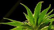 Die Blätter einer Cannabis-Pflanze werden angestrahlt. © picture alliance/dpa Foto:  Fabian Sommer