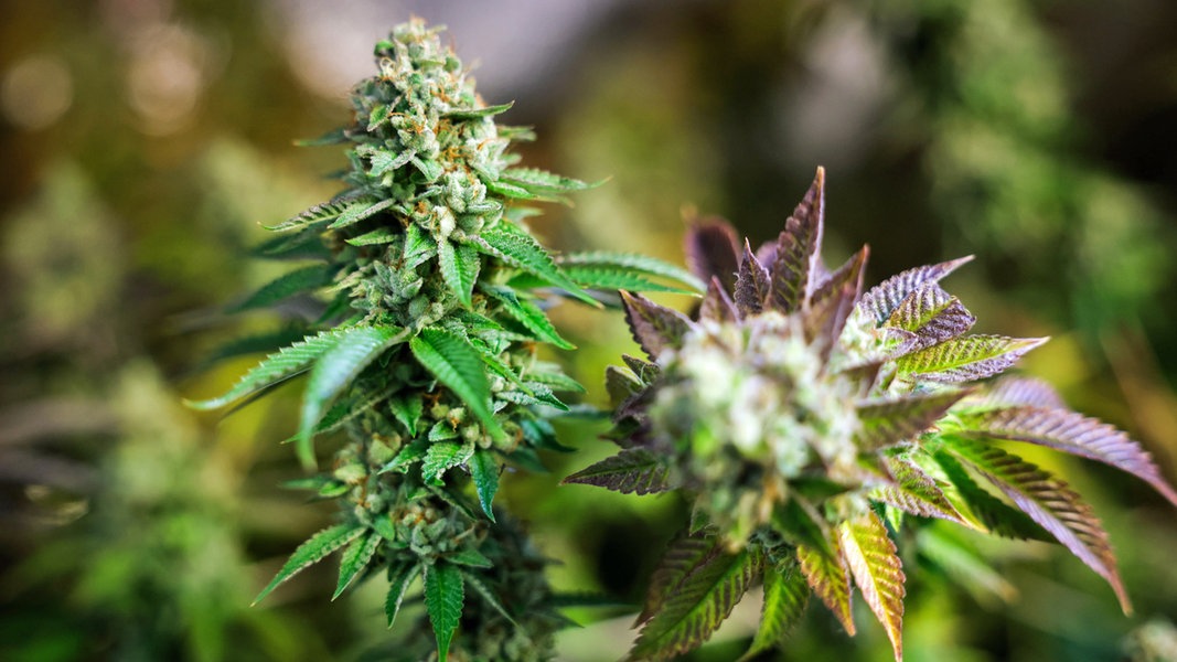 Lauterbach : « La politique précédente en matière de cannabis a échoué » |  NDR.de – Actualités
