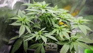 Cannabispflanzen (Mutterpflanzen) der Sorte GSC (Girl Scout Cookies) stehen in einem Aufzuchtszelt unter künstlicher Beleuchtung in einem Privatraum. © Christian Charisius/dpa 