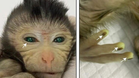 Undatiertes Handout-Foto, das die grünen Fluoreszenzsignale in verschiedenen Körperteilen eines drei Tage alten chimären Affen zeigt. Chinesische Wissenschaftler hatten mehreren Embryonen in einem sehr frühen Stadium (sieben Tage nach der Befruchtung) Stammzellen entnommen, in die sie Gene für ein grün fluoreszierendes Protein einbrachten. So ließ sich später erkennen, welche Körperzellen sich aus diesen Stammzellen entwickelten, die in einen anderen Affenembryo eingebracht wurden. Das Injizieren erfolgte in Embryos, die aus erst 16 oder 32 Zellen bestanden. © Cell Cao et al/PA Media/dpa 