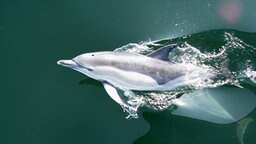Einer der beiden im September 2007 von der Küstenwache in der Ostsee gesichteten Delfine. © Bundespolizei See 