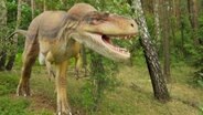 Eine Dinosaurier-Figur der Gattung Albertosaurus aus dem Dinosaurierpark Muenchehagen © picture alliance /  imageBROKER | Weyers, L. Foto: Weyers, L.