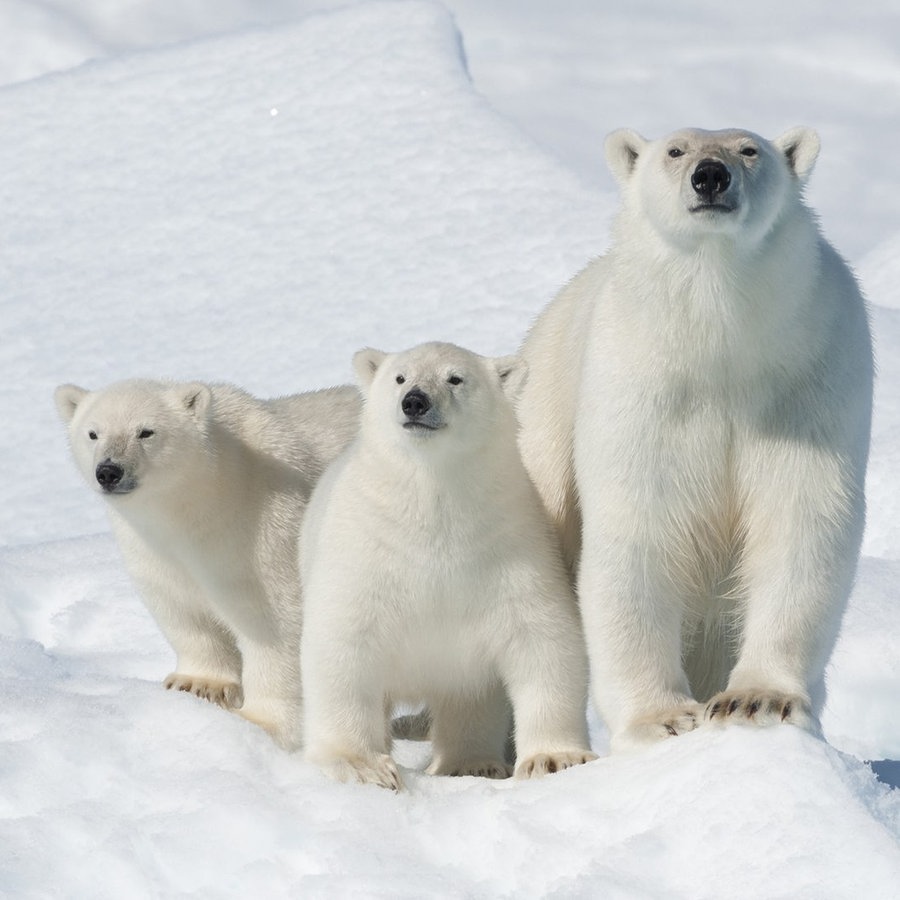 Eine Eisbären-Mutter steht mit ihren beiden Jungen im Schnee © picture alliance / Zoonar | Raimund Linke Foto: Raimund Linke