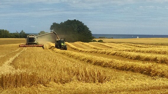 Erntearbeiten auf einem Feld an der Ostsee © NDR Foto: Søren Harms