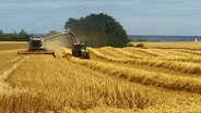 Erntearbeiten auf einem Feld an der Ostsee © NDR Foto: Søren Harms