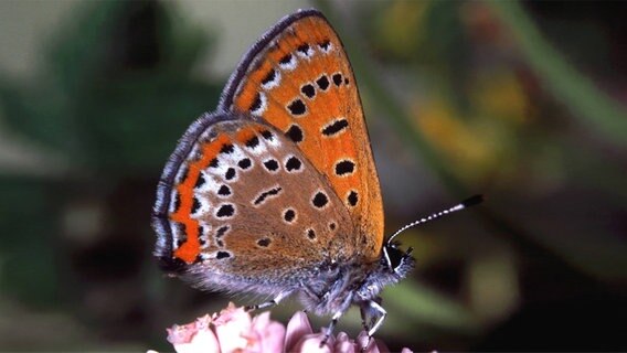Blauschillernder Feuerfalter (Lycaena helle) Blauschillernder Feuerfalter (Lycaena helle) © imago/ARCO IMAGES