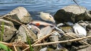 Tote Fische liegen im flachen Wasser des deutsch-polnischen Grenzflusses Oder. © picture alliance/dpa Foto: Patrick Pleul