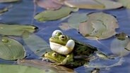 Wasserfrösche in einem See © dpa-Bildfunk 