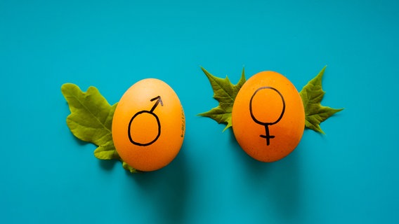 Zwei Eier mit den Symbolen für Mann und Frau liegen nebeneinander. © Dainis Graveris via unsplash Foto: Dainis Graveris via unsplash