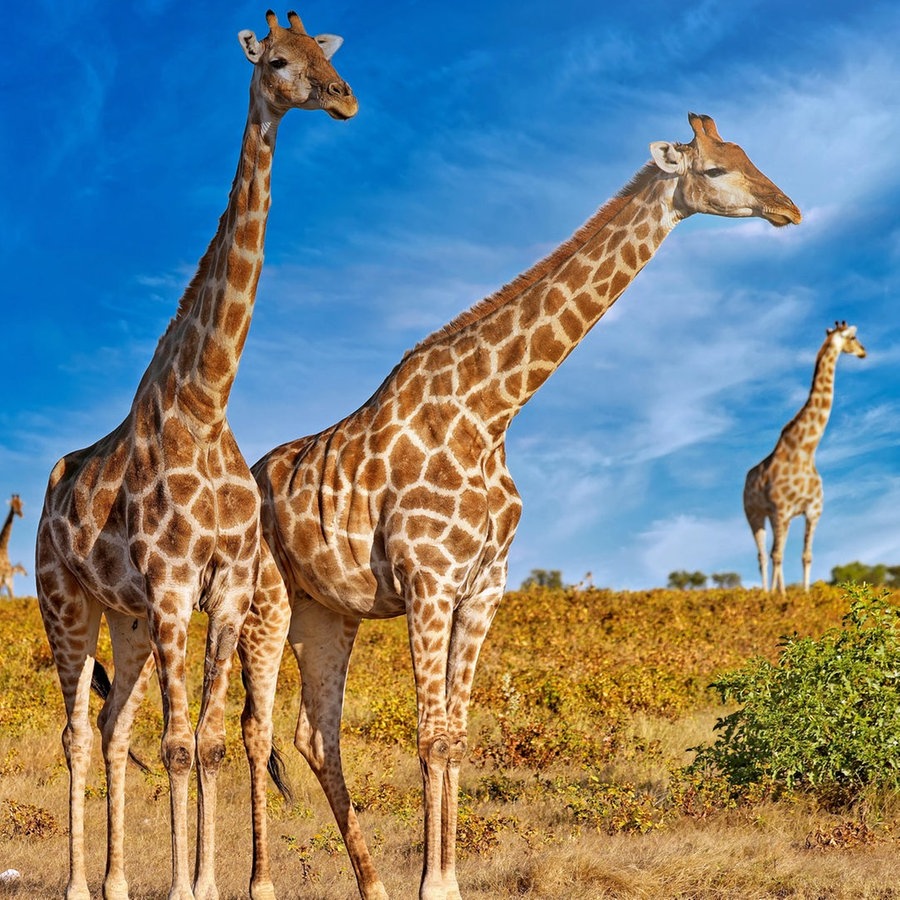 Giraffen im Etosha-Nationalpark in Namibia © picture alliance /Zoonar | WIBKE WOYKE Foto: WIBKE WOYKE