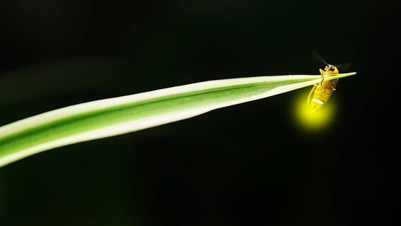 Ein Glühwürmchen hängt an einem Zweig, der Po leuchtet. © IMAGO / Imaginechina-Tuchong Foto: IMAGO / Imaginechina-Tuchong