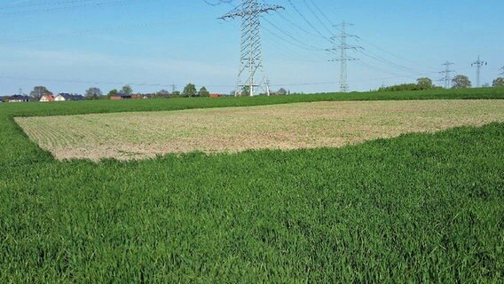 Auf einem Getreidefeld ist in der Mitte ein Stück mit Erbsen bebauter Fläche zu sehen. © Hof Hartmann Foto: Jochen Hartmann