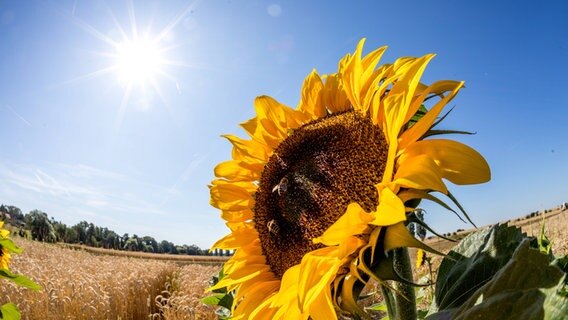 Eine Sonneblume vor einem strahlend blauen Himmel und einer gleißenden Sonne © imago Foto: Jan Eifert