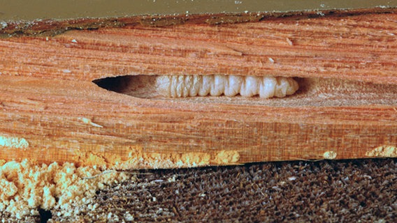 Ein Holzwurm steckt in einem Stück Holz © dpa/ Picture-Alliance 