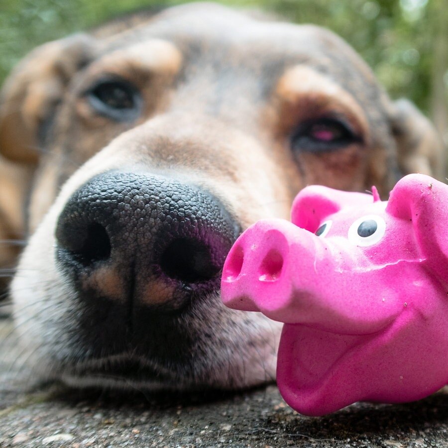 Ein Hund mit einem Plastikschweinchen als Hundespielzeug © picture alliance Foto: Markus Scholz