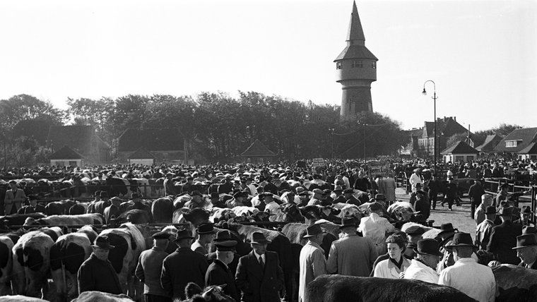 Eine historische Aufnahme vom Viehmarkt in Husum. © Kreisarchiv, Sammlung Hoffmann