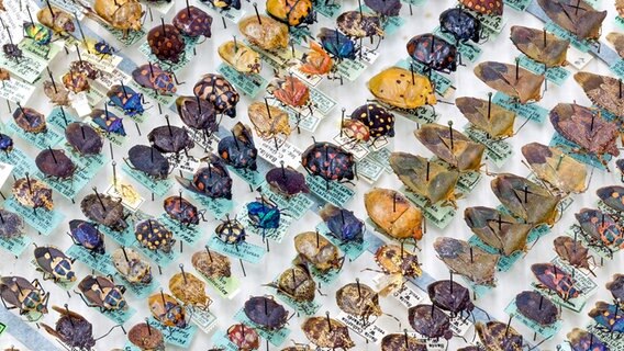 Eine Vitrine mit Käfern aus der entomologischen Sammlung Museum der Natur Hamburg. © UHH, RRZ/MCC, Mentz 