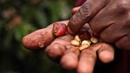 Frische Kaffeebohnen in der Hand eines Plantagenarbeiters. © NDR Foto: Felix Meschede