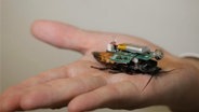 Scarafaggio cyborg con un chip sul dorso. © Collezione Hirotaka Sato 