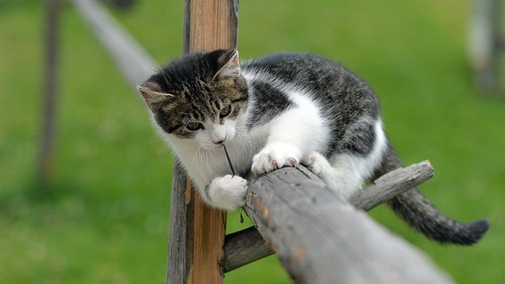 Eine spielende Katze sitzt auf einem Holzzaun. © dpa picture alliance Foto: BARBARA GINDL