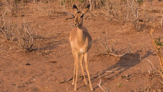 Ein Impala im Kaza Nationalpark. © NDR Foto: Bert Beyers