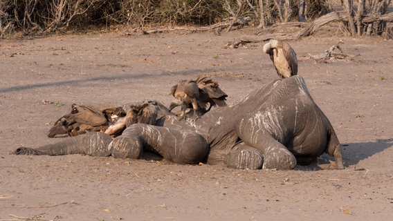 Im Kaza Nationalpark machen sich Geier über den Kadaver eines Elefanten her. © NDR Foto: Bert Beyers