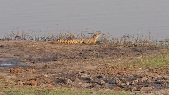 Ein Krokodil im Kaza Nationalpark. © NDR Foto: Bert Beyers