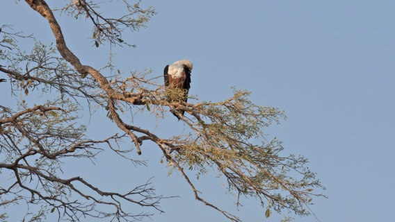 Im Kaza Nationalpark sitzt ein Geier im Geäst eines Baumes. © NDR Foto: Bert Beyers