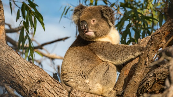 Ein Koala sitzt auf einem Baum. © IMAGO / Westend61 