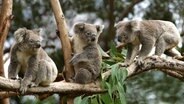 Eine Gruppe Koalas sitzt auf einem Baum. © IMAGO / agefotostock 