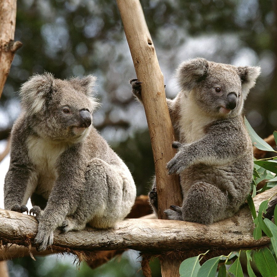 Eine Gruppe Koalas sitzt auf einem Baum. © IMAGO / agefotostock 