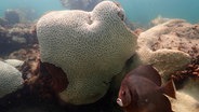 Ausgebleichte Korallen bei Cheeca Rocks vor der Küste von Islamorada © Andrew Ibarra/NOAA/AP/dpa 