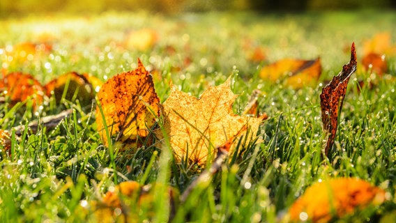 Buntes Herbstlaub liegt auf feuchtem Rasen. © Fotolia.com Foto: Sergey Peterman