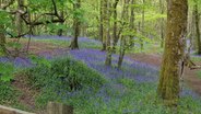 Ein Feld mit blauen Glockenblumen © NDR/Gabi Biesinger Foto: Gabi Biesinger