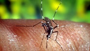 Anopheles-Stechmücke © EPA/EFE/U.S. Centers for Disease Control and Prevention 